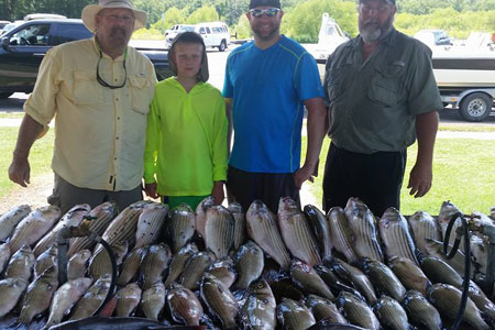 Lots of Hybrid Bass and Striped Bass caught after trip Randy Wylie's Guide Services